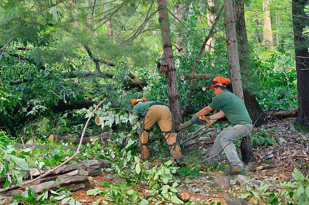 Best Root Management and Removal  in Mangum, OK